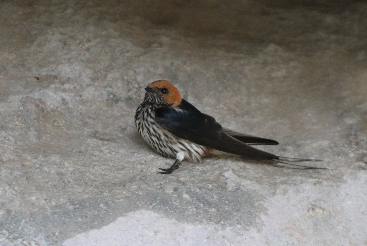 Lesser Striped Swallow - ML69704481