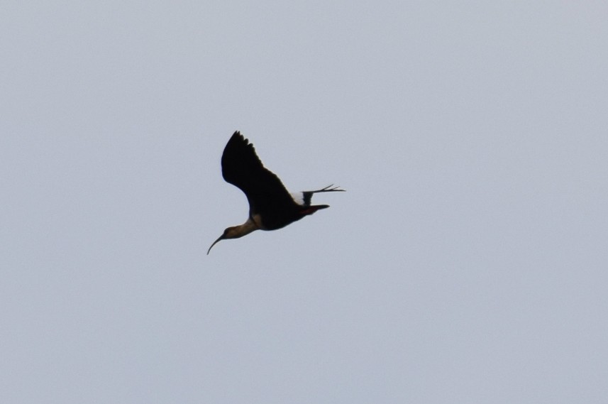 ibis laločnatý - ML69704911