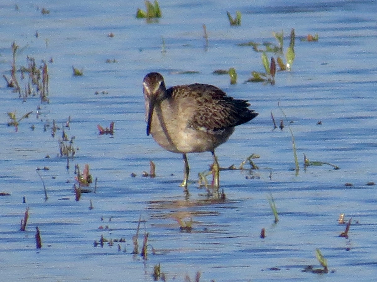 Long-billed Dowitcher - ML69707211