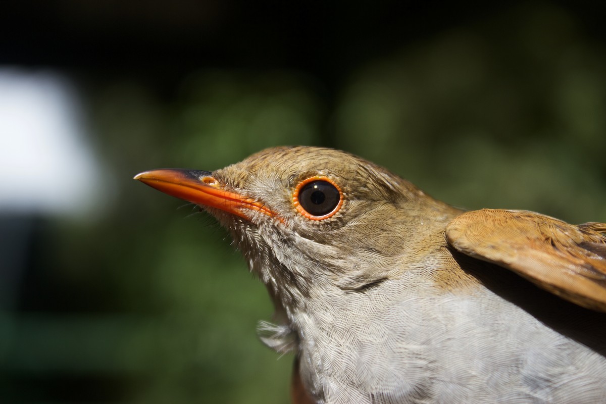 Orange-billed Nightingale-Thrush (Brown-headed) - ML69710071