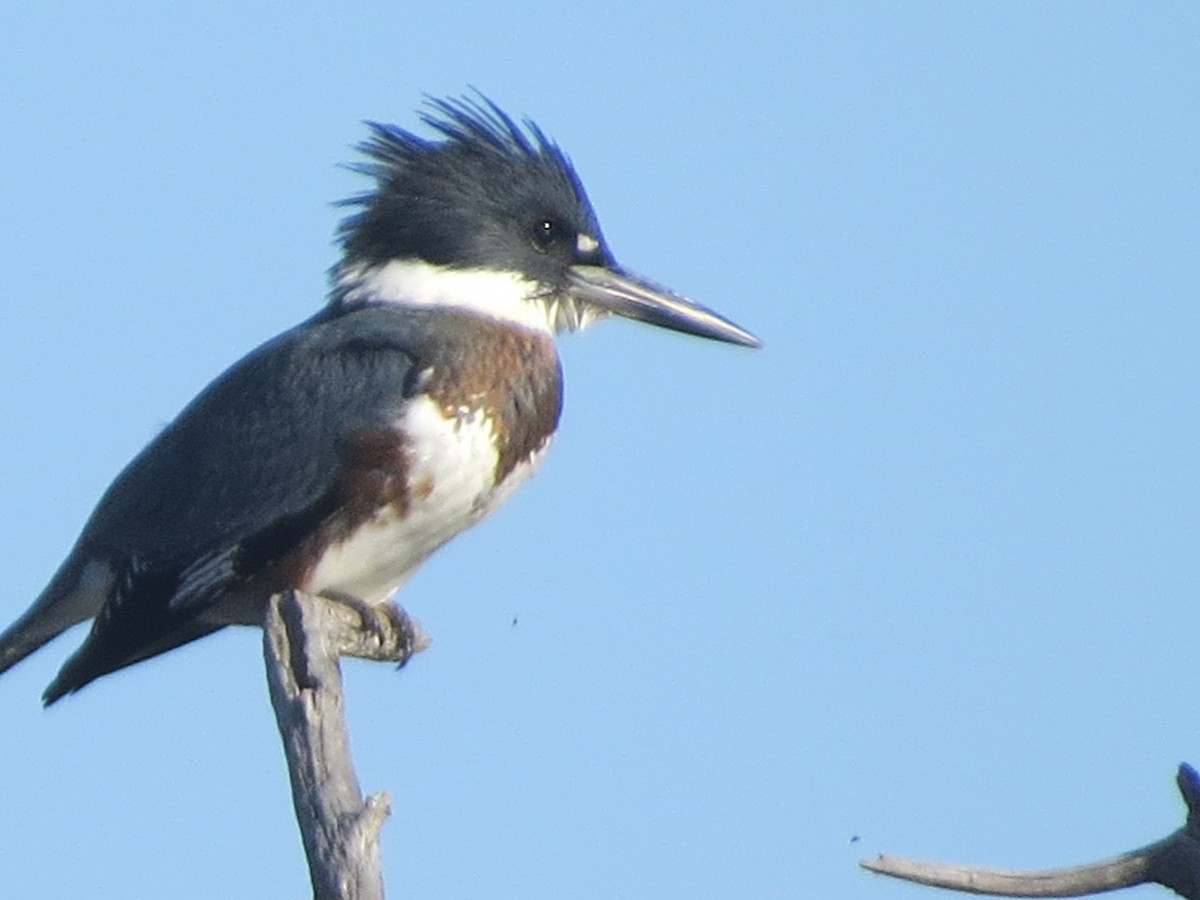 Belted Kingfisher - ML69711781