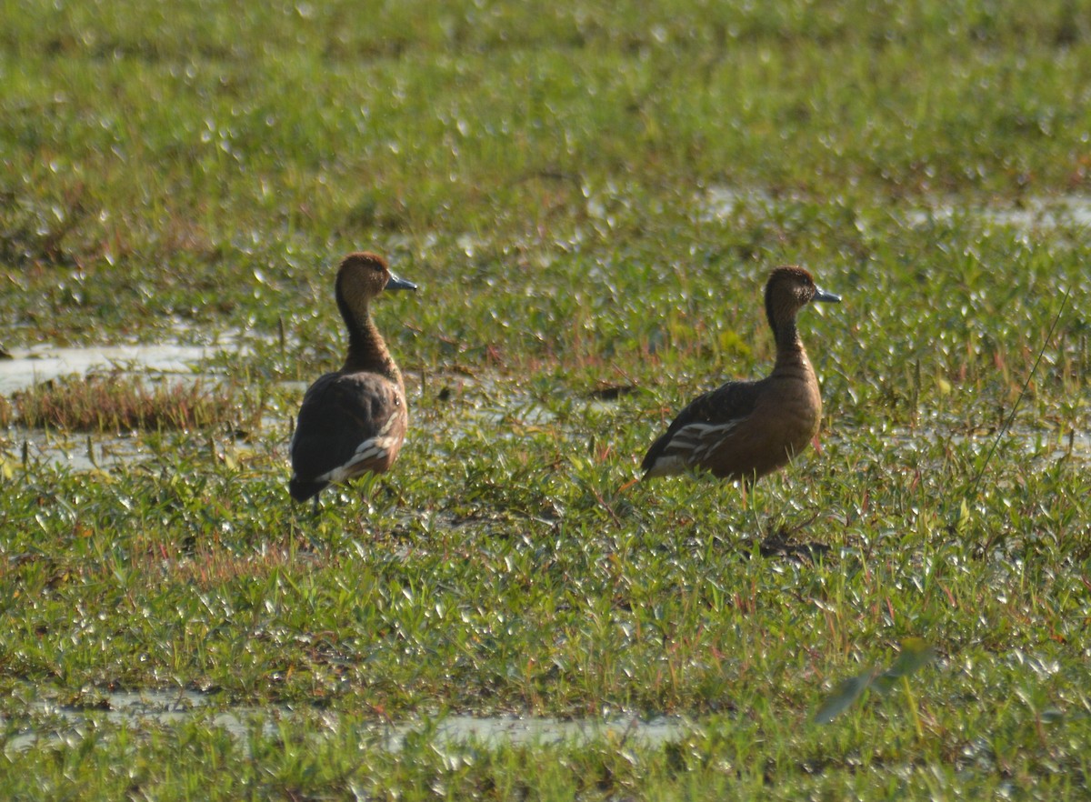 Fulvous Whistling-Duck - ML69712091