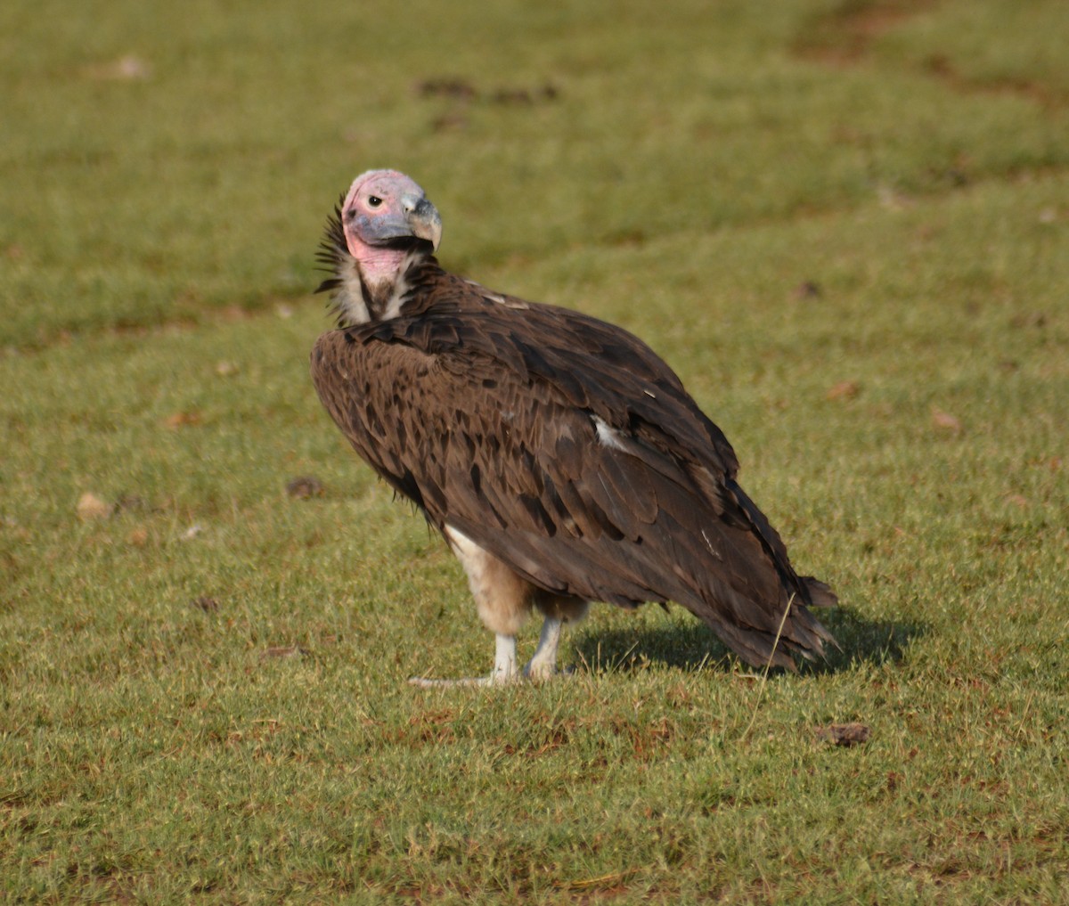 Lappet-faced Vulture - Bart Scott