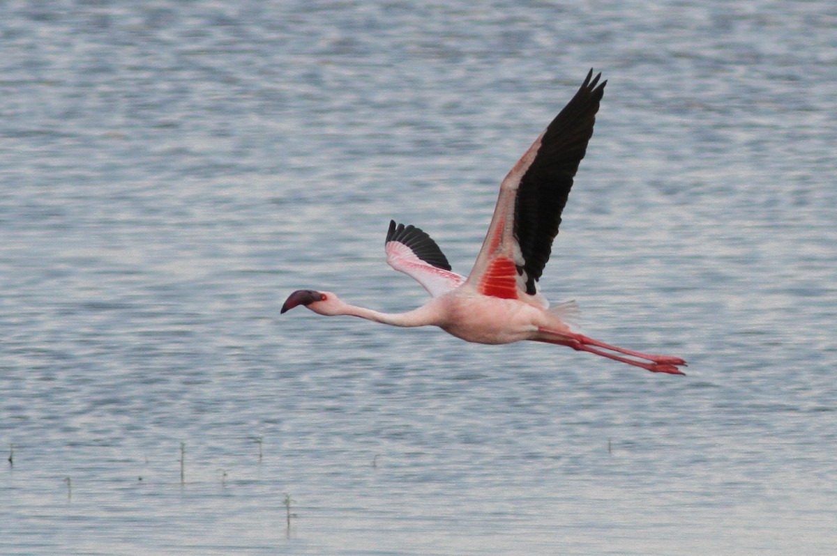 Lesser Flamingo - John Martin
