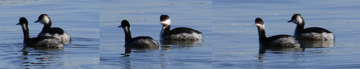 Eared Grebe - Claire  Kluskens