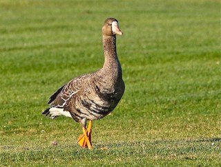 Greater White-fronted Goose (Western), ML69716421