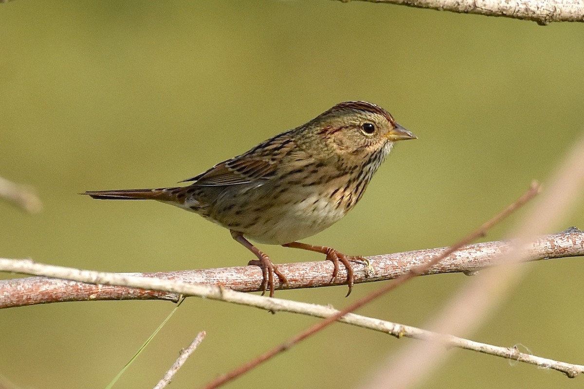 Lincoln's Sparrow - Roger Beardmore