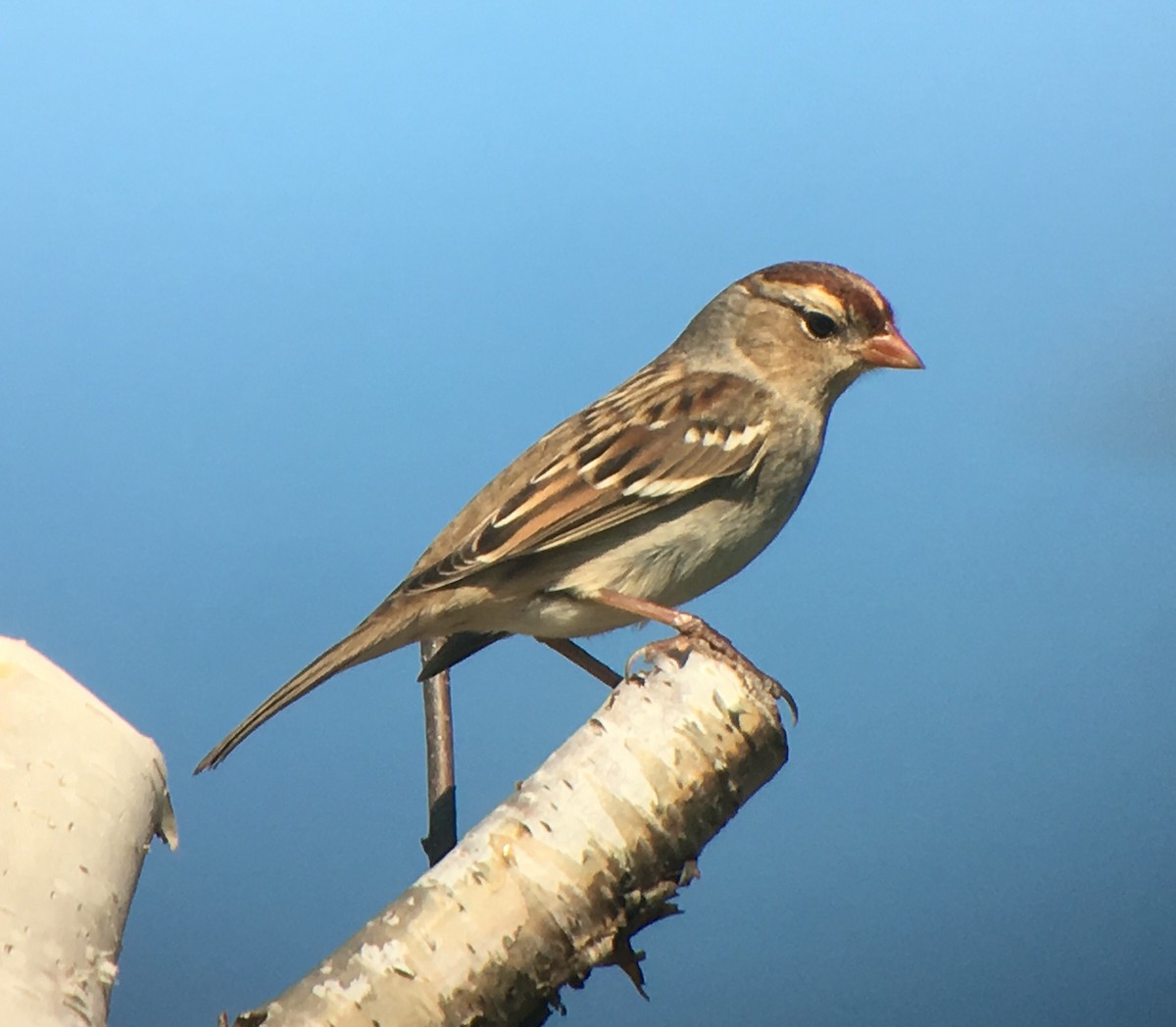 White-crowned Sparrow - Kathy Kaczynski