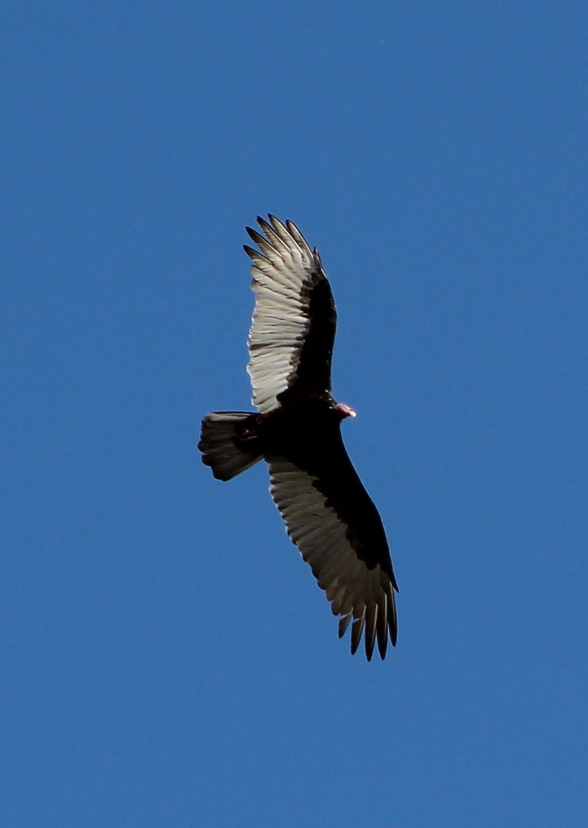 Turkey Vulture - ML69724111