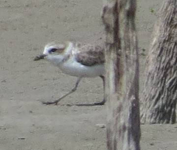 Snowy Plover - Mary Beth Stowe
