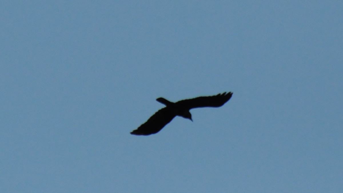 Australian Raven - ML69730561