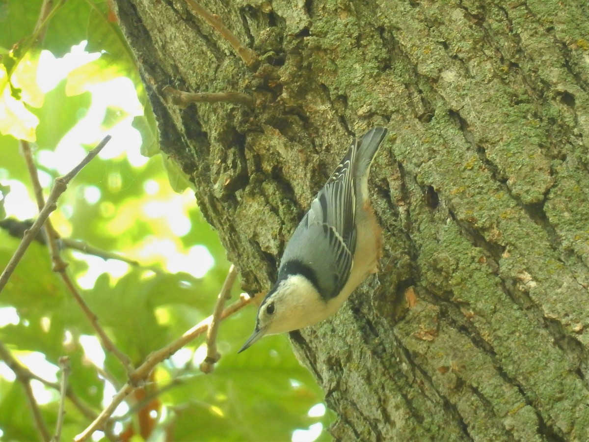 White-breasted Nuthatch - ML69731591