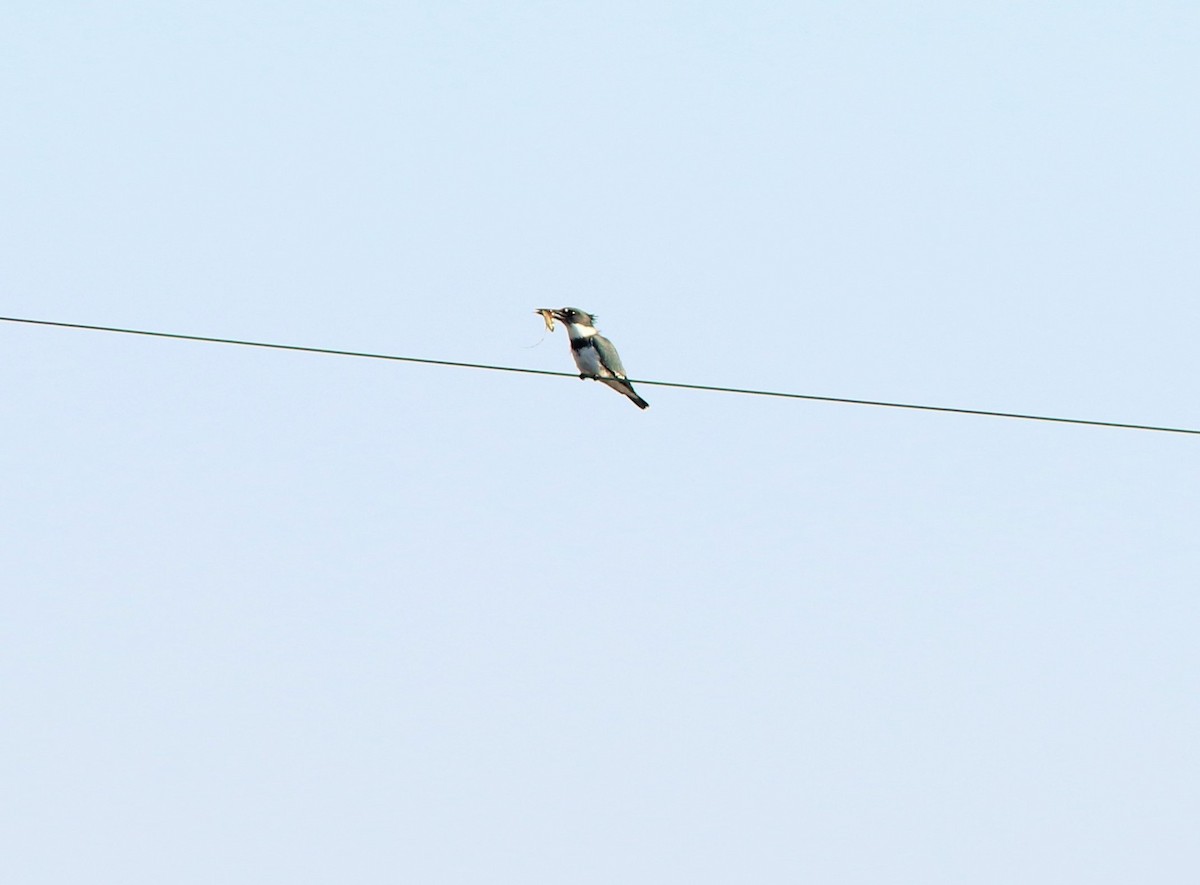 Belted Kingfisher - Tammy Conklin