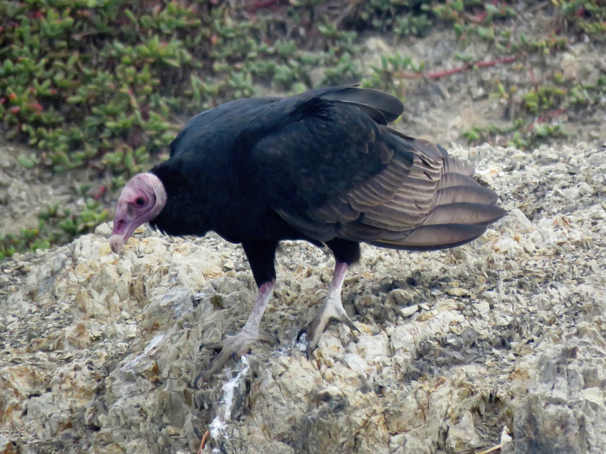 Turkey Vulture (South Temperate) - Edison🦉 Ocaña