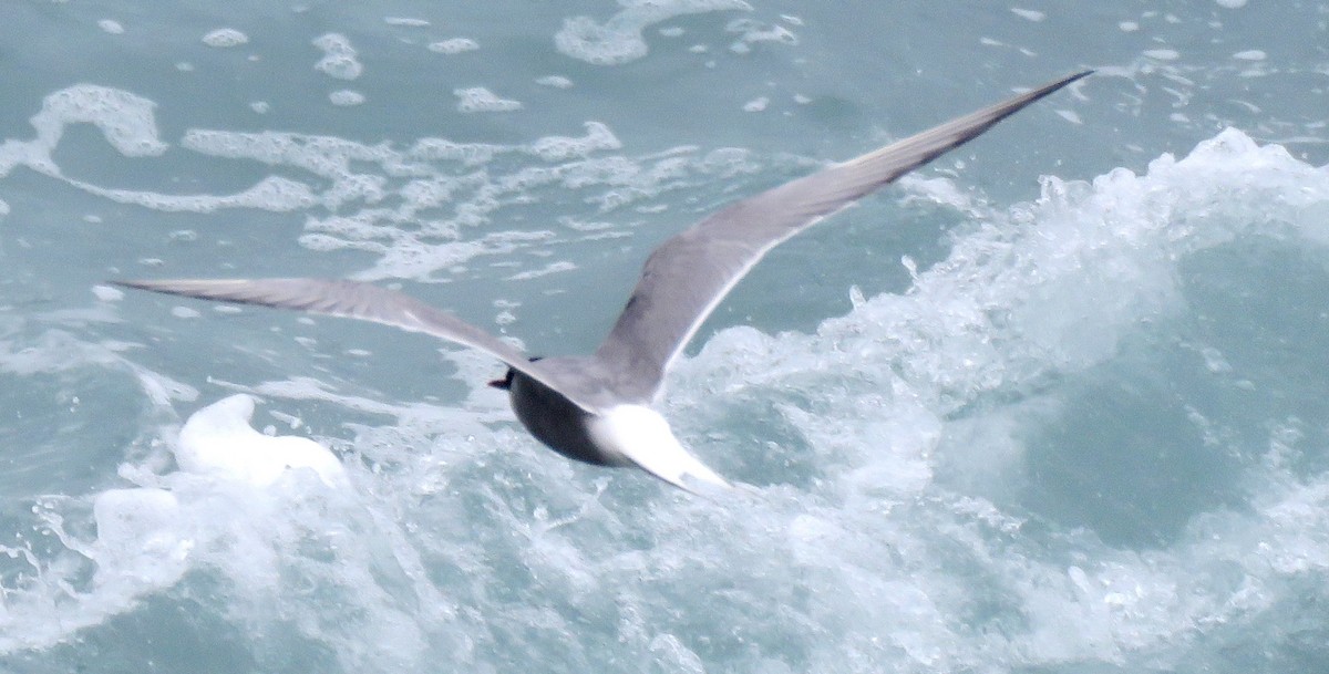 Arctic Tern - Edison🦉 Ocaña