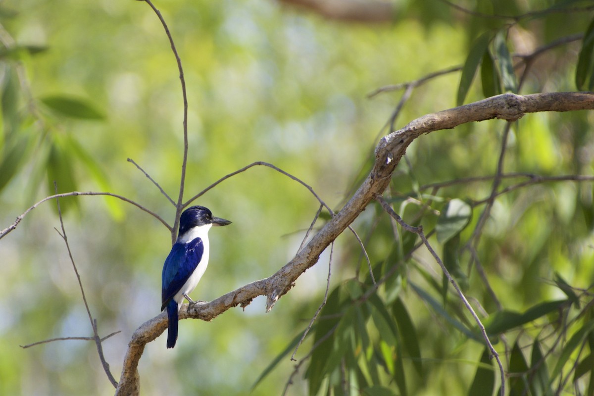 Forest Kingfisher - ML69738121