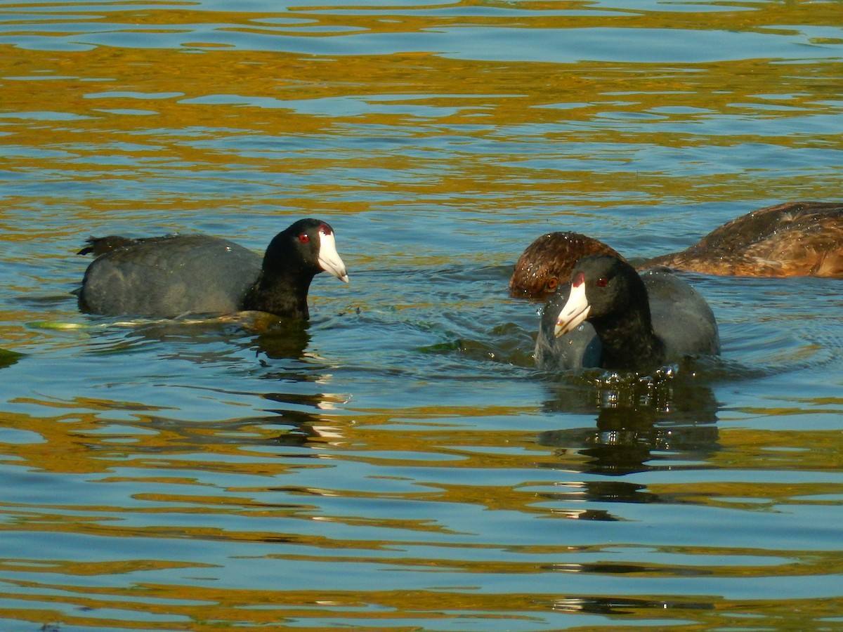 American Coot (Red-shielded) - Jennifer Rothe