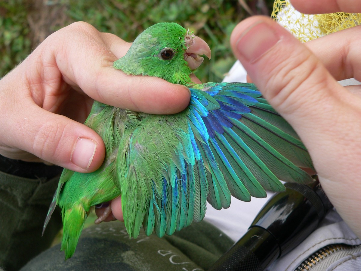 Green-rumped Parrotlet - Nicholas Sly