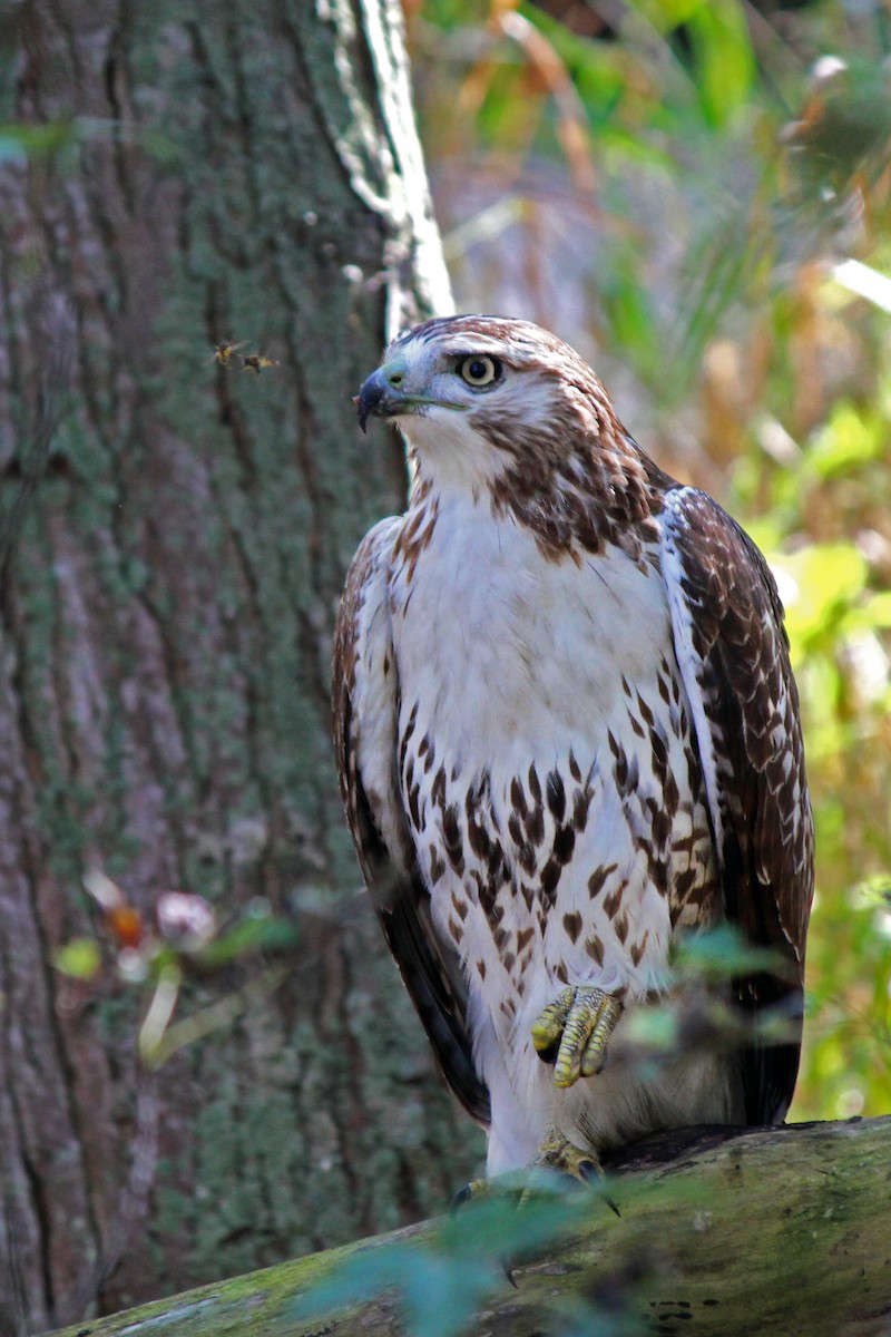 Red-tailed Hawk - Lindsey  Winslow