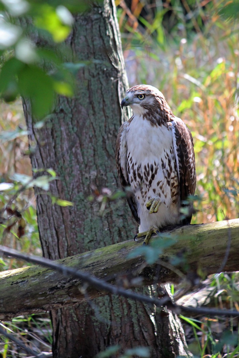Red-tailed Hawk - ML69744061