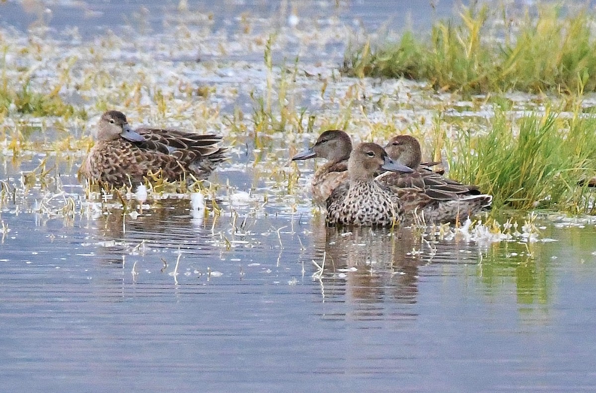 Blue-winged Teal - Cathryn Dippo