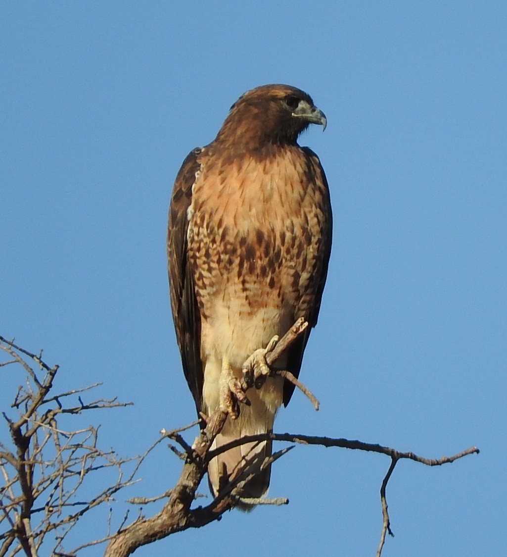 Red-tailed Hawk - ML69745091
