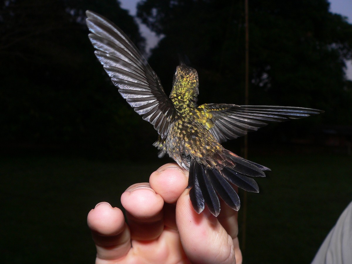 Copper-rumped Hummingbird - Nicholas Sly