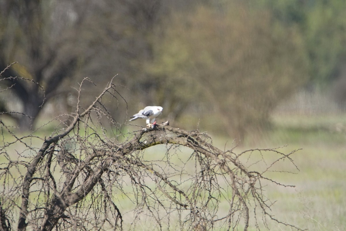 White-tailed Kite - ML69747981