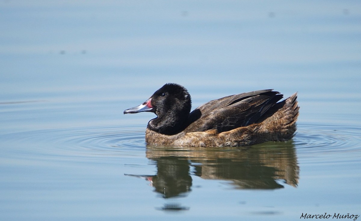 Black-headed Duck - ML69748501