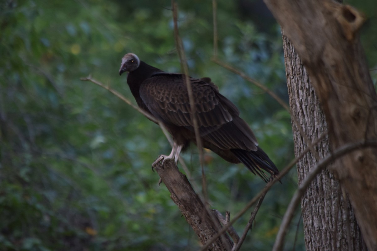 Turkey Vulture - Anne Mytych