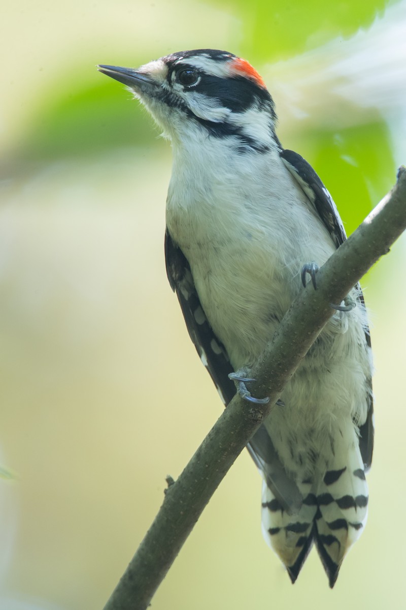 Downy Woodpecker - ML69754881