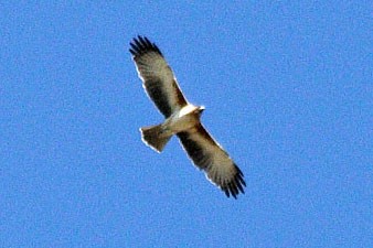 Австралийский орёл-карлик - ML69756691