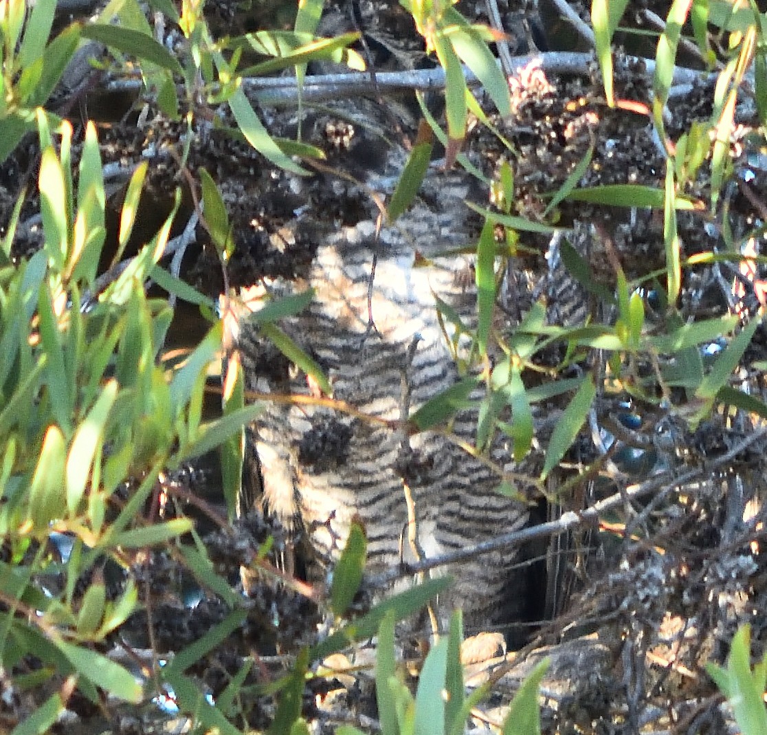 Spotted Eagle-Owl - Eric Bodker
