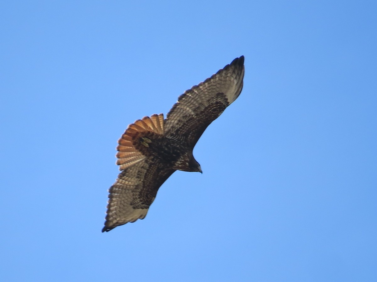 Red-tailed Hawk - ML69757241