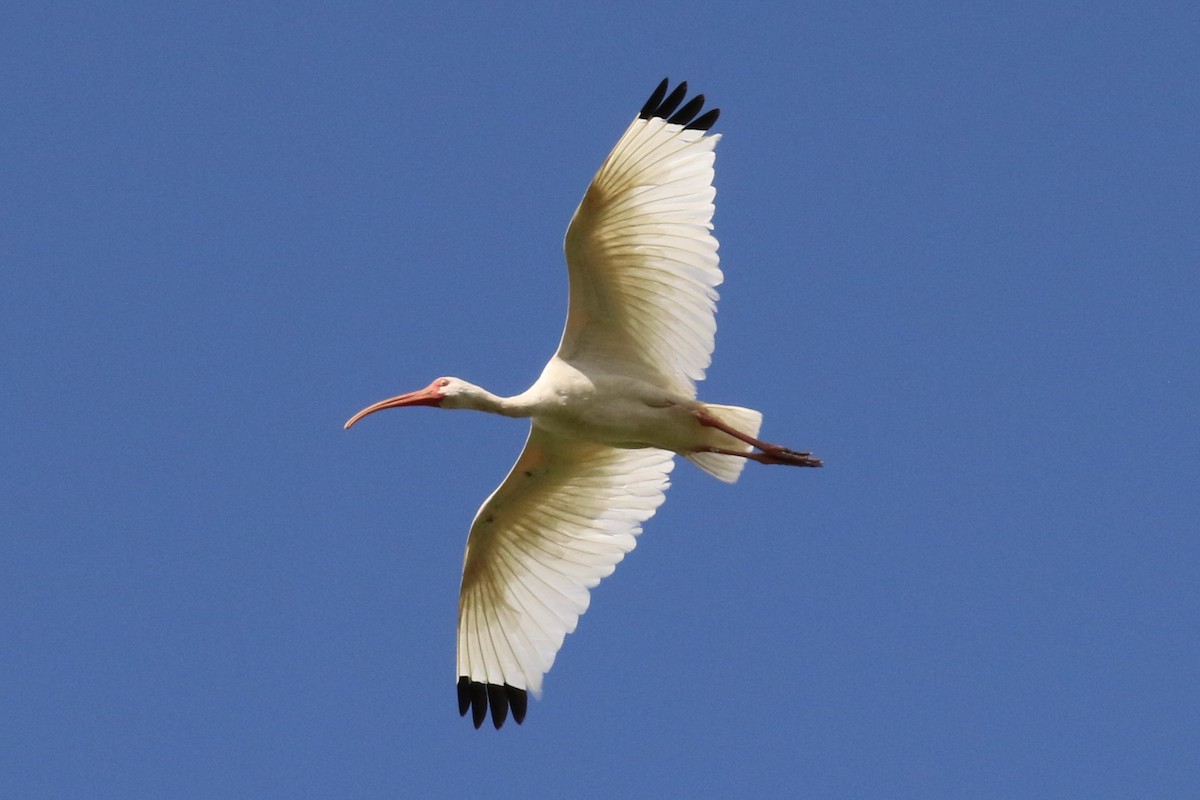 ibis bílý - ML69758511