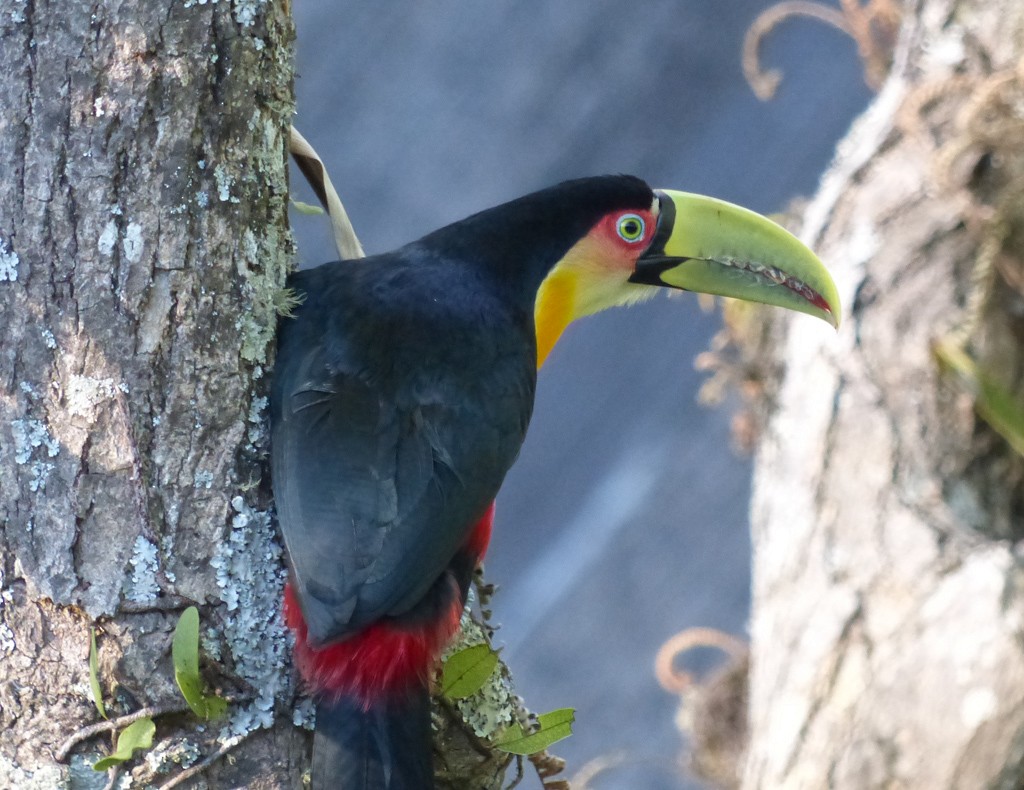 Red-breasted Toucan - ML69759021