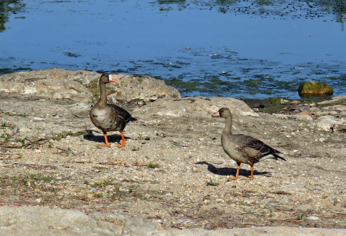 Greater White-fronted Goose - Rod Higbie