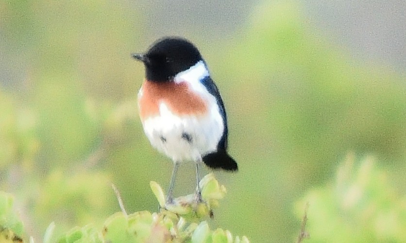 African Stonechat - Eric Bodker