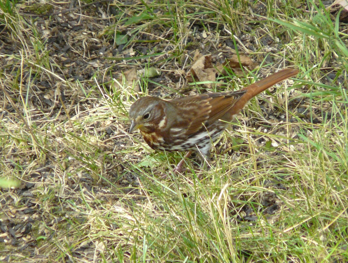 Fox Sparrow (Red) - ML69761951