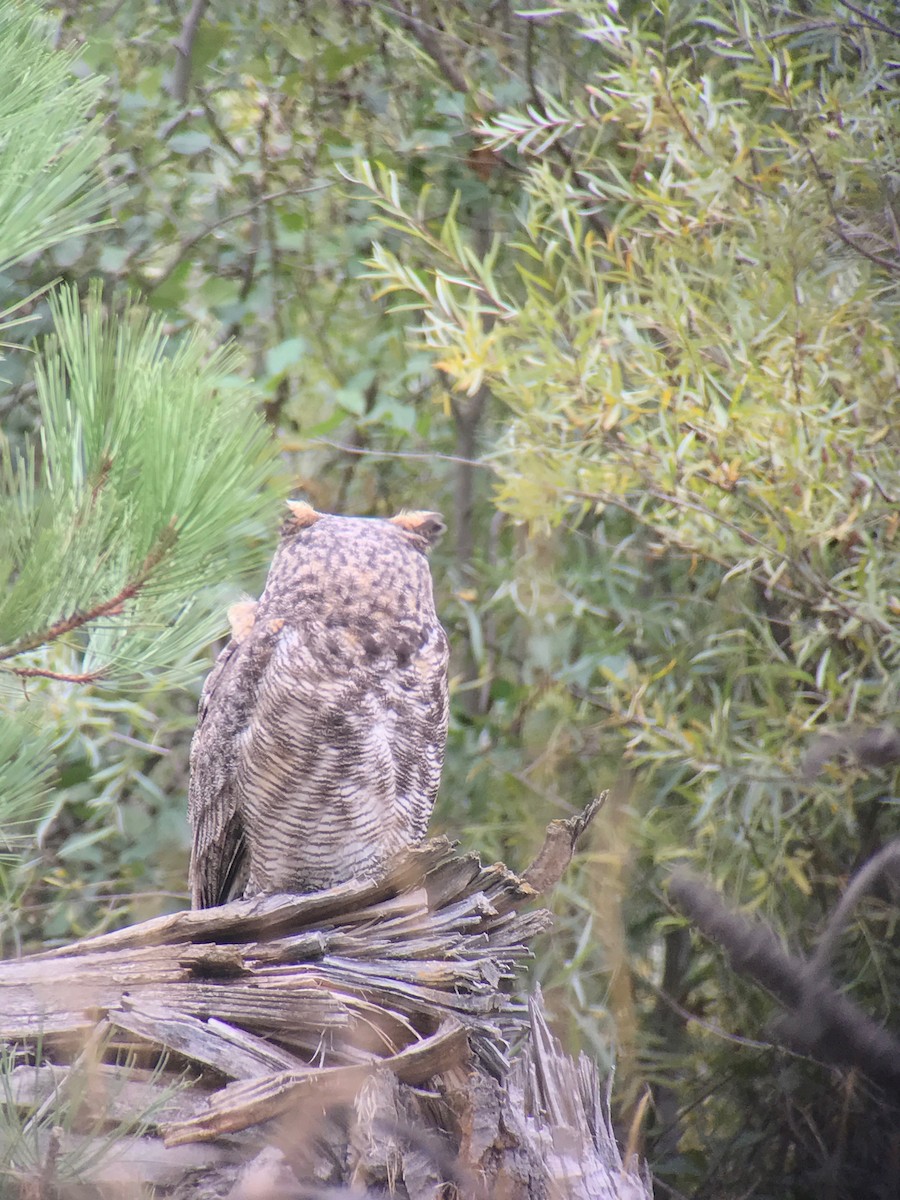 Great Horned Owl - ML69763361