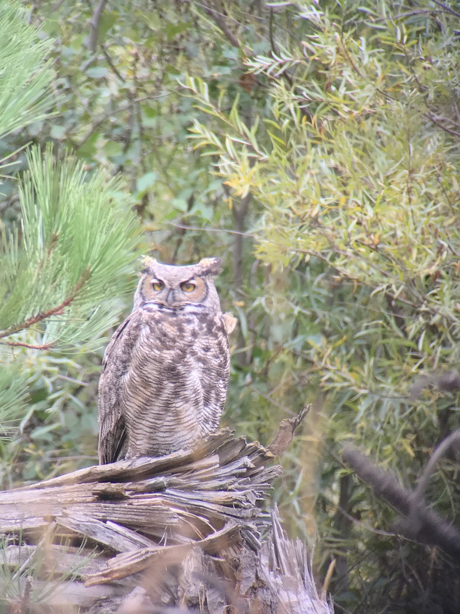 Great Horned Owl - ML69763371