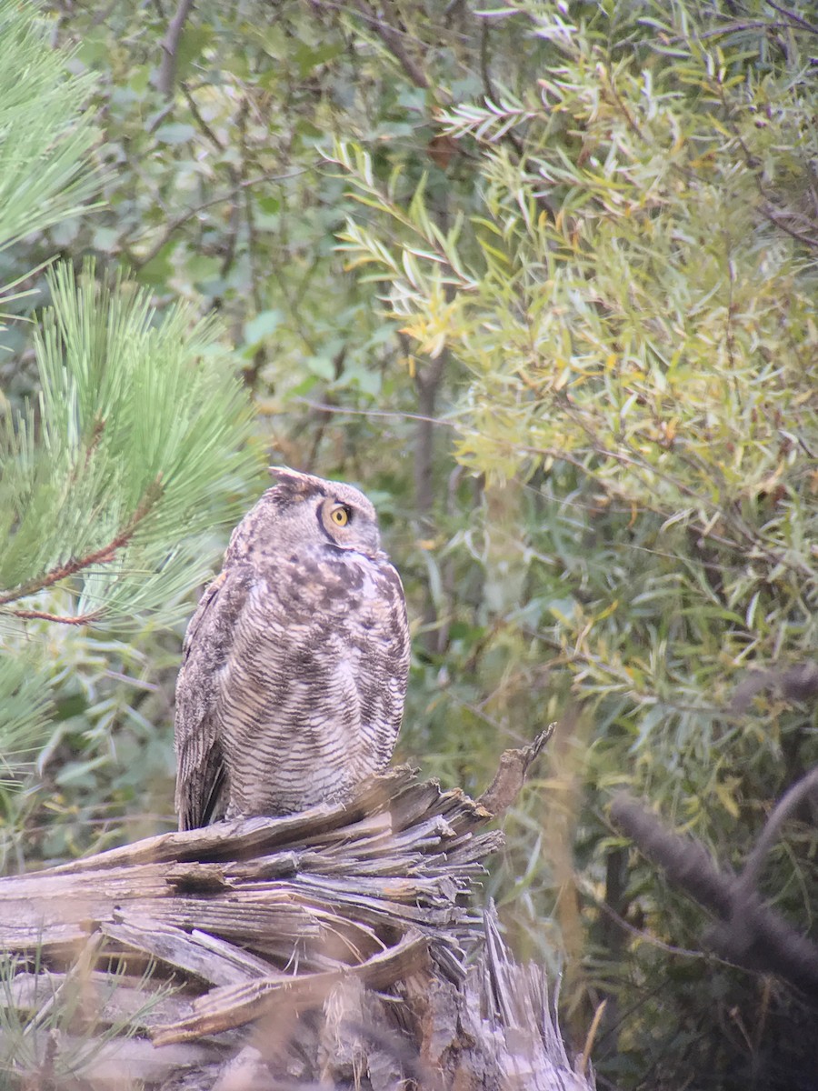 Great Horned Owl - ML69763381