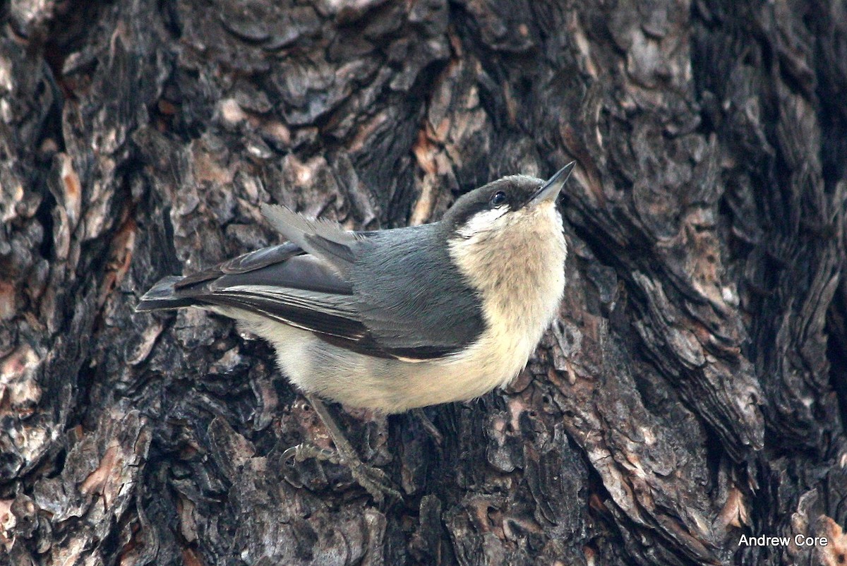 Pygmy Nuthatch - Andrew Core