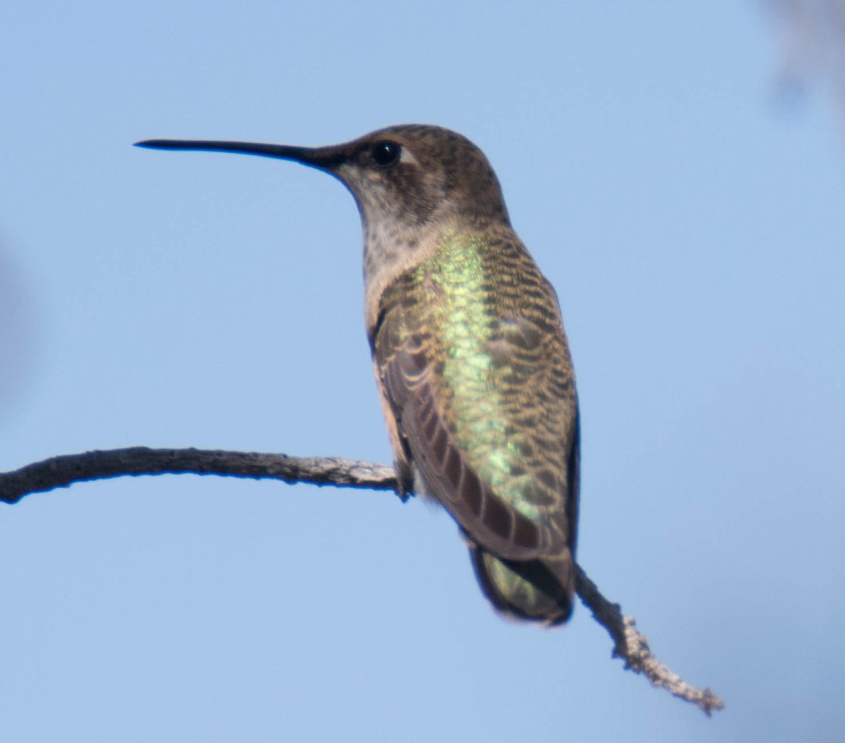 Black-chinned Hummingbird - Jordan Broadhead