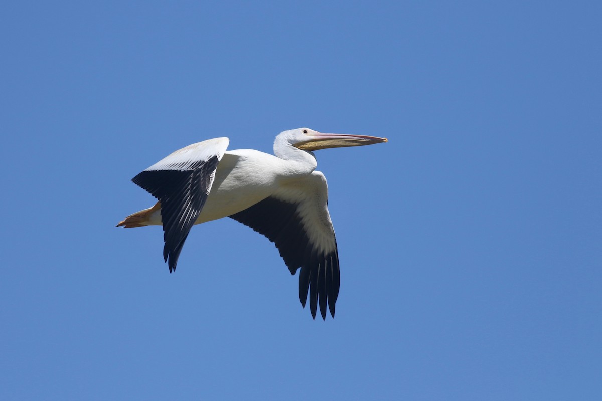 American White Pelican - ML69765451