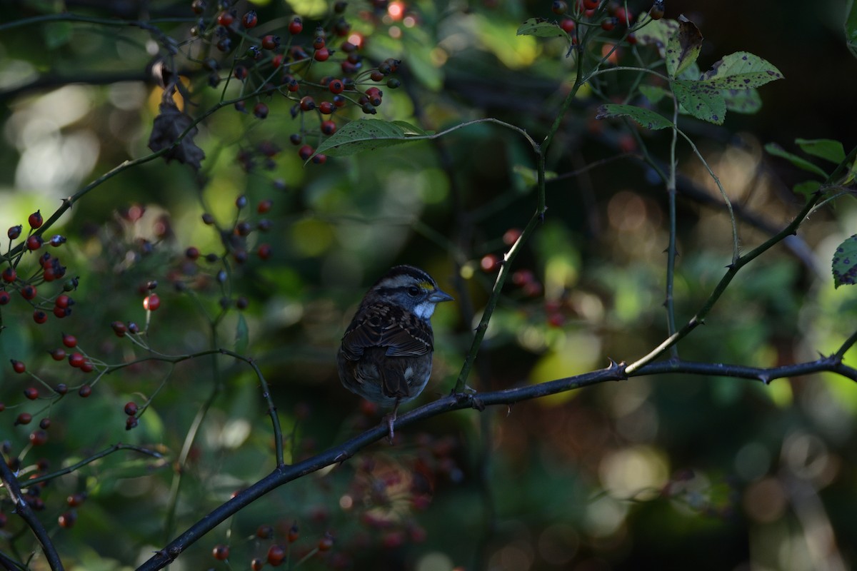 White-throated Sparrow - Sandi Jacques