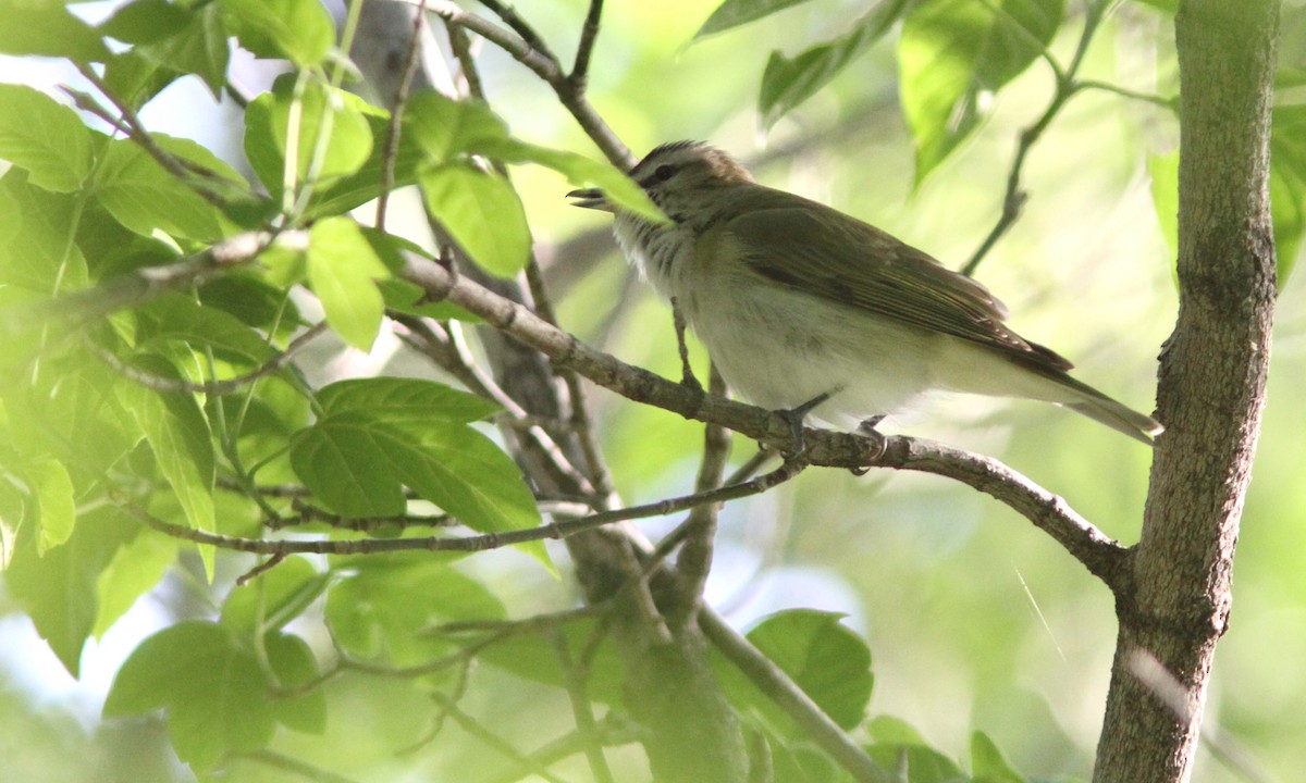 Red-eyed Vireo - Sean Fitzgerald