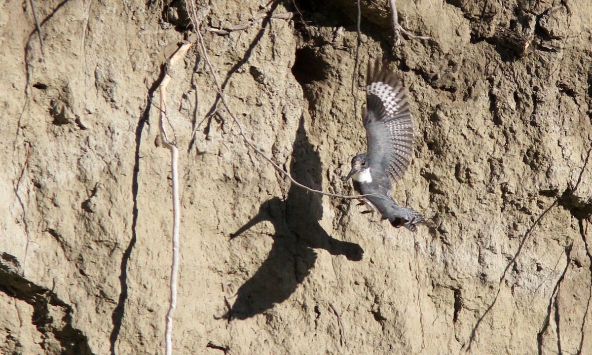 Belted Kingfisher - ML69768111