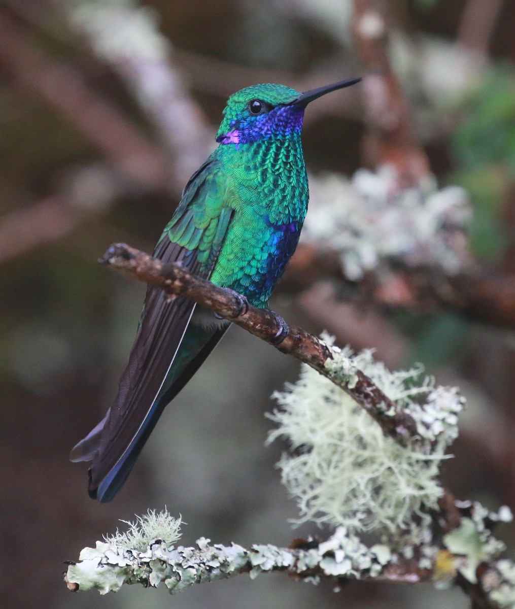 kolibřík modrolící - ML69768831