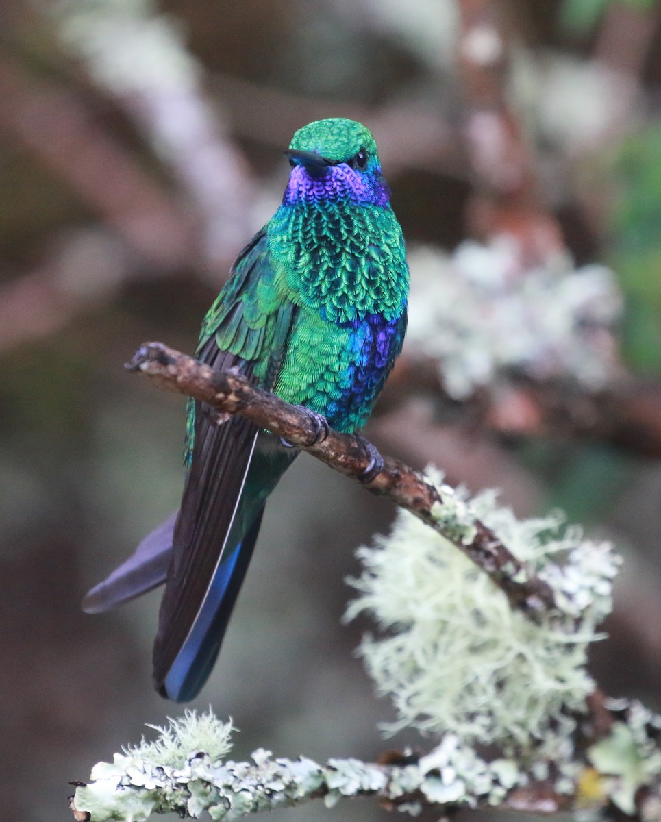 kolibřík modrolící - ML69768841